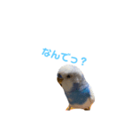 インコ好き（個別スタンプ：4）