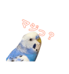インコ好き（個別スタンプ：5）