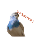 インコ好き（個別スタンプ：6）