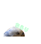 インコ好き（個別スタンプ：7）
