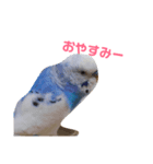 インコ好き（個別スタンプ：8）
