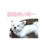 ぽの塩対応（個別スタンプ：6）
