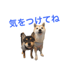 ハチとうに   2（個別スタンプ：10）