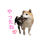 ハチとうに   2（個別スタンプ：17）