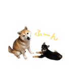 ハチとうに   2（個別スタンプ：20）