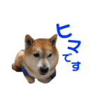 ハチとうに   2（個別スタンプ：30）