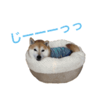 ハチとうに   2（個別スタンプ：31）
