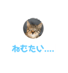 ガッツマインの愛猫クロちゃん（個別スタンプ：8）