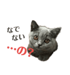 まんじろうツンデレ。（個別スタンプ：1）