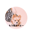 ポメチワleo（個別スタンプ：3）