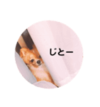 ポメチワleo（個別スタンプ：4）