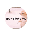 ポメチワleo（個別スタンプ：5）