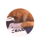 ポメチワleo（個別スタンプ：7）