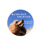 もこのスタンプ01（個別スタンプ：12）