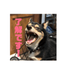 権兵衛 ②（個別スタンプ：15）