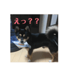 権兵衛 ②（個別スタンプ：24）