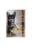 権兵衛 ②（個別スタンプ：28）