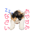 三毛猫くーちゃんPart1（個別スタンプ：1）