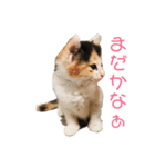 三毛猫くーちゃんPart1（個別スタンプ：2）