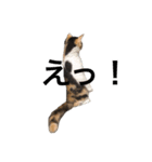 三毛猫くーちゃんPart1（個別スタンプ：3）