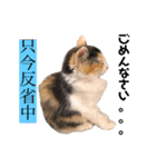 三毛猫くーちゃんPart1（個別スタンプ：4）