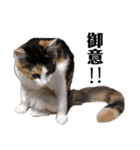 三毛猫くーちゃんPart1（個別スタンプ：5）