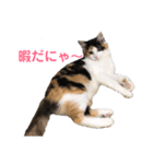 三毛猫くーちゃんPart1（個別スタンプ：6）