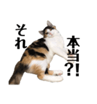 三毛猫くーちゃんPart1（個別スタンプ：7）