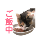 三毛猫くーちゃんPart1（個別スタンプ：10）