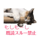 三毛猫くーちゃんPart1（個別スタンプ：11）