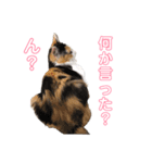 三毛猫くーちゃんPart1（個別スタンプ：13）