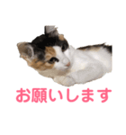 三毛猫くーちゃんPart1（個別スタンプ：16）