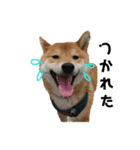 柴犬 こたろう 2（個別スタンプ：1）