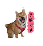 柴犬 こたろう 2（個別スタンプ：2）