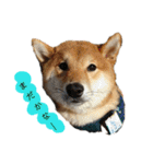 柴犬 こたろう 2（個別スタンプ：3）