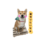 柴犬 こたろう 2（個別スタンプ：5）