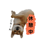 柴犬 こたろう 2（個別スタンプ：6）