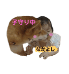 柴犬 こたろう 2（個別スタンプ：7）