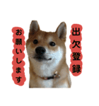 柴犬 こたろう 2（個別スタンプ：8）