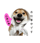 柴犬 こたろう 2（個別スタンプ：9）
