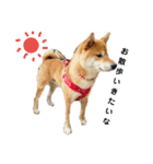 柴犬 こたろう 2（個別スタンプ：10）