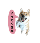 柴犬 こたろう 2（個別スタンプ：11）
