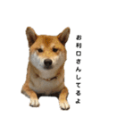柴犬 こたろう 2（個別スタンプ：12）