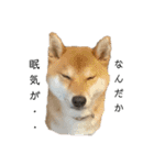 柴犬 こたろう 2（個別スタンプ：13）