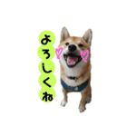 柴犬 こたろう 2（個別スタンプ：14）