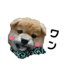 柴犬 こたろう 2（個別スタンプ：15）