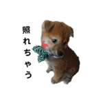 柴犬 こたろう 2（個別スタンプ：16）
