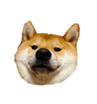 柴犬 こたろう 2（個別スタンプ：17）