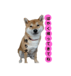 柴犬 こたろう 2（個別スタンプ：18）