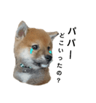 柴犬 こたろう 2（個別スタンプ：19）